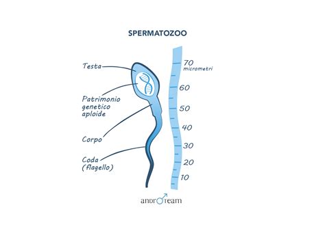 Rappresentazione schematica dello spermatozoo nel muco cervicale