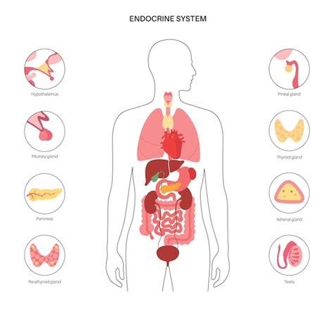 rappresentazione stilizzata del sistema endocrino e del benessere nutrizionale