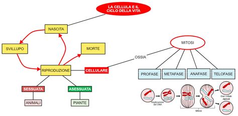 rappresentazione concettuale di una cellula embrionale e un test di gravidanza