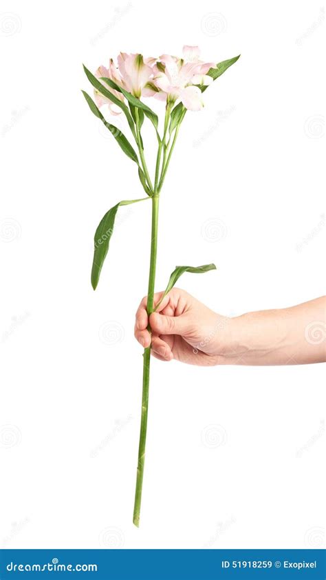 Mano di donna che tiene un fiore delicato