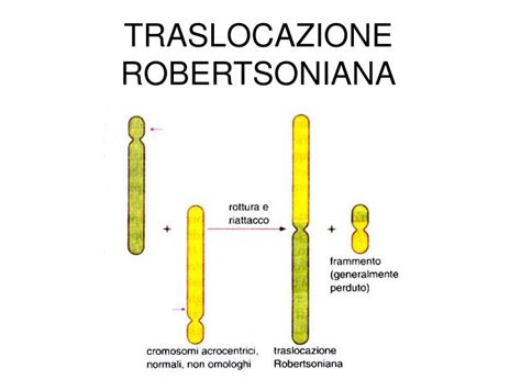 Diagramma di una traslocazione cromosomica Robertsoniana