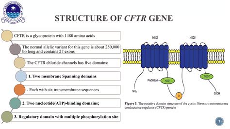 rappresentazione del gene CFTR e del meccanismo di trasporto ionico nelle cellule epiteliali
