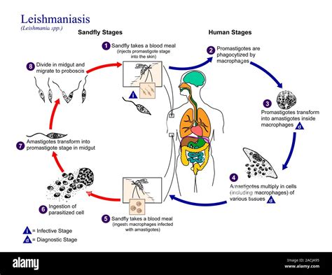 Schema del ciclo vitale del parassita Leishmania e trasmissione
