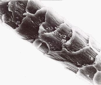 illustrazione scientifica della fibra di lana al microscopio che mostra le scaglie di cheratina