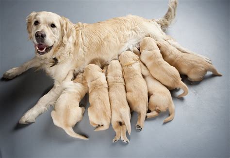 Cuccioli di cane che bevono da un biberon