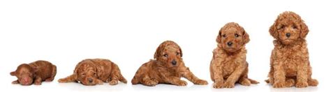 Scheletro di cucciolo di cane in crescita