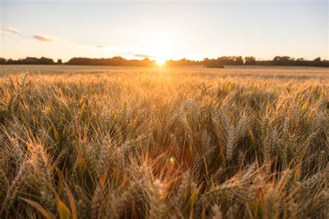 Campo di orzo al tramonto