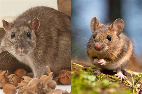Roditori: ratto e topo adulto