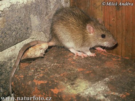 Ratto norvegese (Rattus norvegicus)