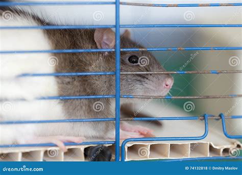 Ratto domestico in gabbia