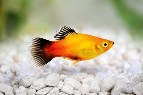 Platy femmina con tipica livrea colorata