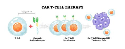Diagramma dettagliato del processo di crioconservazione delle cellule staminali