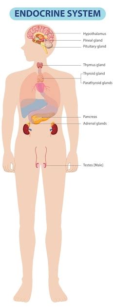 Diagramma del sistema endocrino maschile che evidenzia la produzione di testosterone nei testicoli.