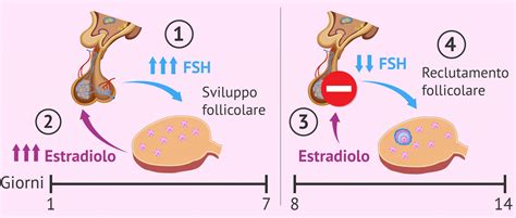 illustrazione scientifica che mostra il ciclo di maturazione follicolare e le influenze ambientali