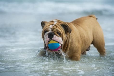 cucciolo di bulldog felice che gioca in giardino