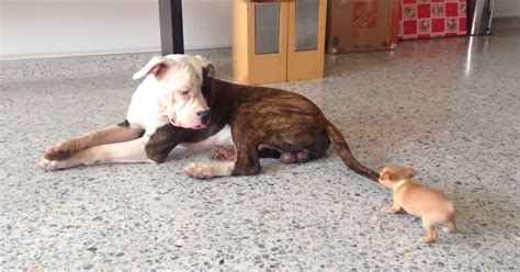 cucciolo di bulldog che gioca in casa con altri animali
