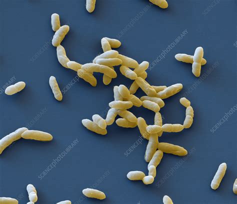 Cronobacter sakazakii bacteria illustration