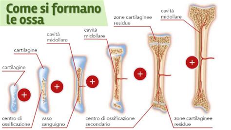 Infografica che illustra il processo di ossificazione
