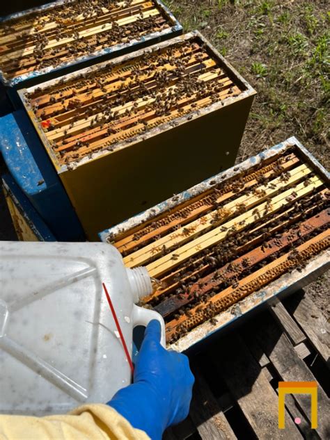 Strumenti per il traslarvo delle api