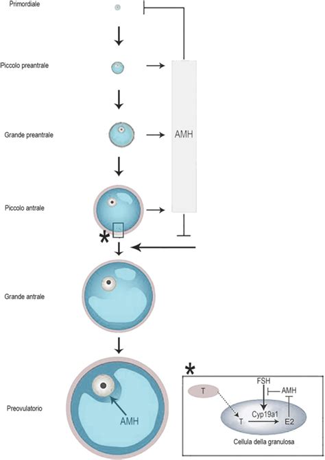 Rappresentazione schematica dell'azione osmotica del sale sulle membrane cellulari