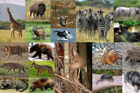 Diverse morfologie placentari in mammiferi