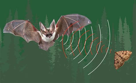 Pipistrello in volo che utilizza l'ecolocazione