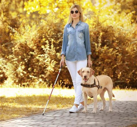 Un cane guida in pettorina che accompagna una persona non vedente in un ambiente urbano