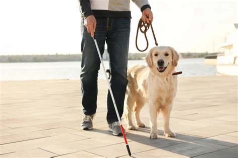 Un'illustrazione che simboleggia l'unione tra una persona non vedente e il suo cane guida, circondati da icone di solidarietà