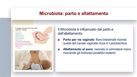 Neonato protetto dagli anticorpi materni