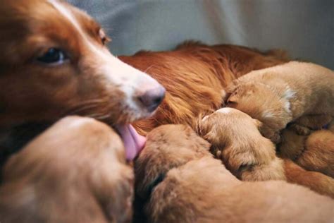 Proprietario che aiuta cuccioli appena nati a nutrirsi