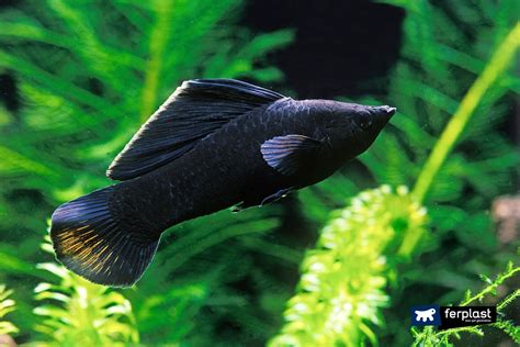 Coppia di Black Molly in un acquario piantumato