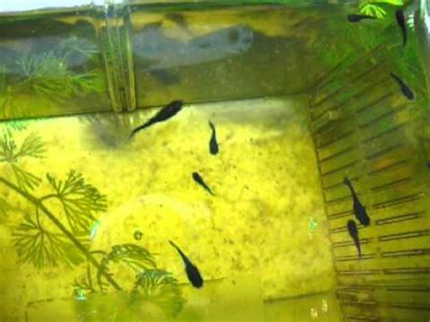 Avannotti di Black Molly che nuotano tra la vegetazione