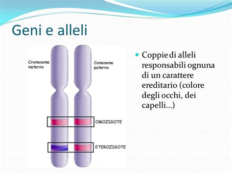 Schema di ereditarietà genetica ed epigenetica