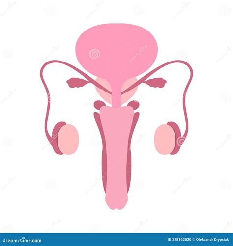 illustrazione anatomica dell'apparato riproduttivo femminile