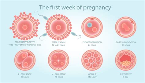diagramma che illustra il processo di annidamento dell'embrione nell'endometrio e l'inizio della formazione della placenta