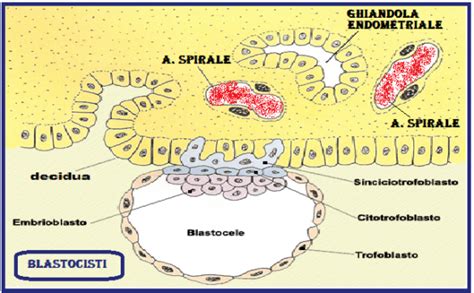 diagramma della trasformazione da morula a blastocisti