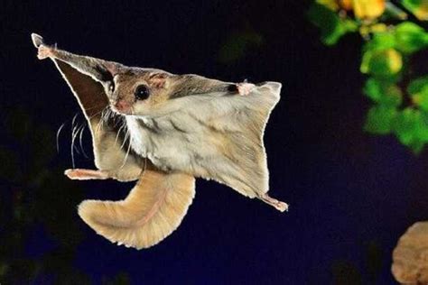 Scoiattolo volante in planata