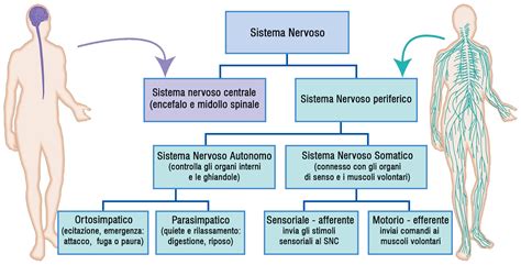 Schema del sistema nervoso durante il contatto pelle a pelle tra madre e bambino