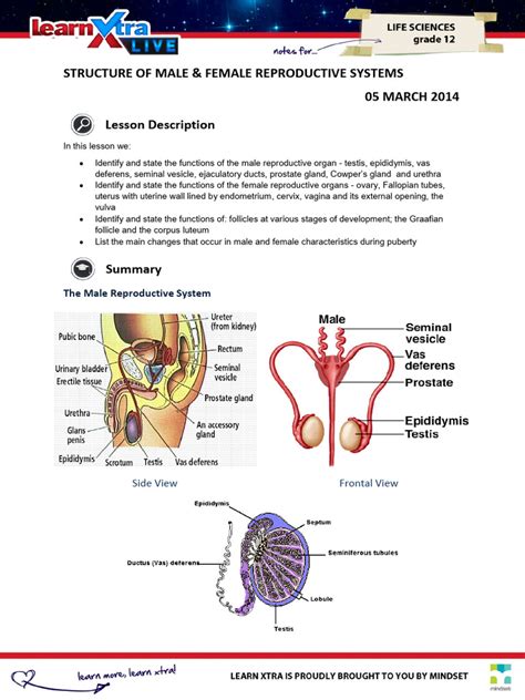 Overview of male and female reproductive systems showing potential points of infertility