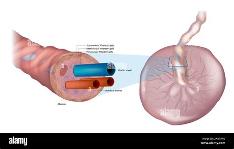 rappresentazione schematica della placenta umana e del cordone ombelicale