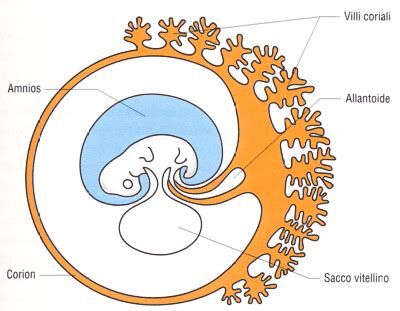 diagramma esplicativo della struttura dei villi coriali e dello scambio ematico