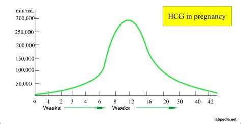 Grafico andamento beta hCG in gravidanza