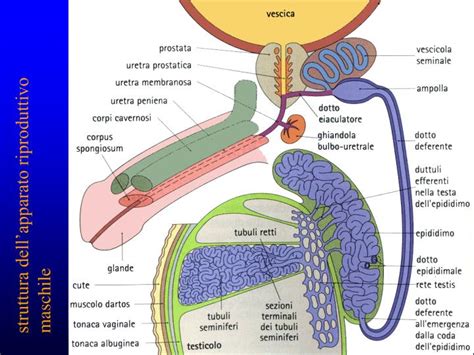 Schema delle vie seminali maschili con evidenziazione delle ostruzioni