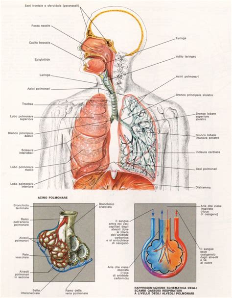Dettaglio anatomico vie respiratorie colpite da pertosse