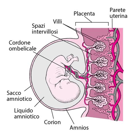 Rappresentazione schematica della placenta e del sacco amniotico con l'embrione