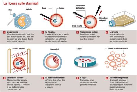 Ricerca sulle cellule staminali e terapia fetale