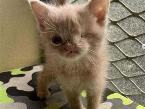 cucciolo di gatto che inizia a esplorare una ciotolina di cibo