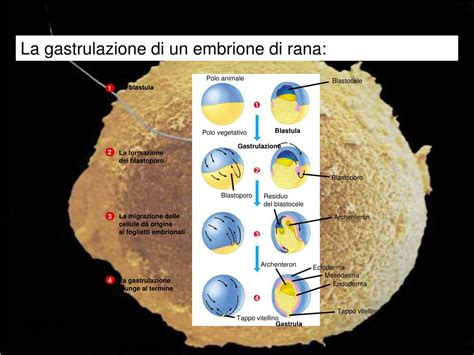 Rappresentazione dei tre foglietti embrionali