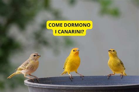 genitori canarini che alimentano i pulcini