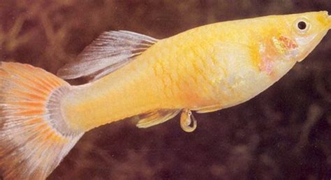 illustrazione d'epoca di pesci ovovivipari da Exotic Aquarium Fishes